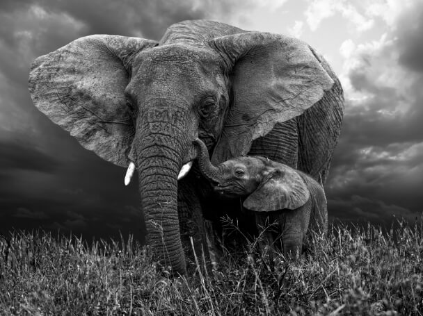 Elephant with calf representing compassion