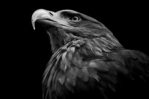 Eagle representing ethical standards