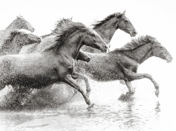 Running horses representing dedication