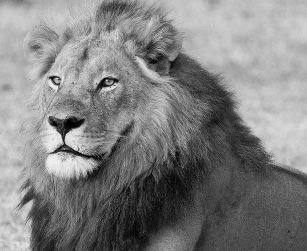 Lion representing honesty